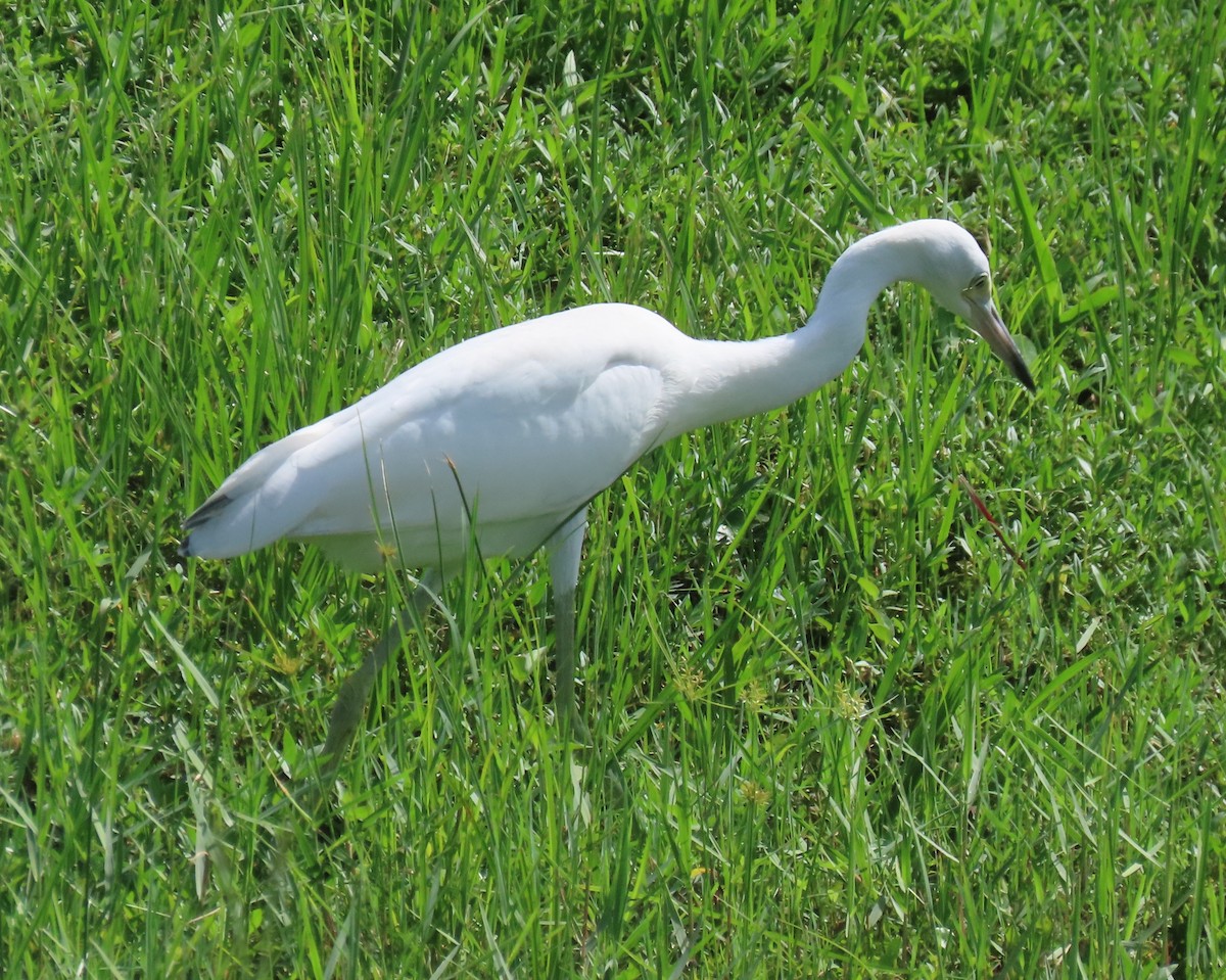 Little Blue Heron - ML620926690