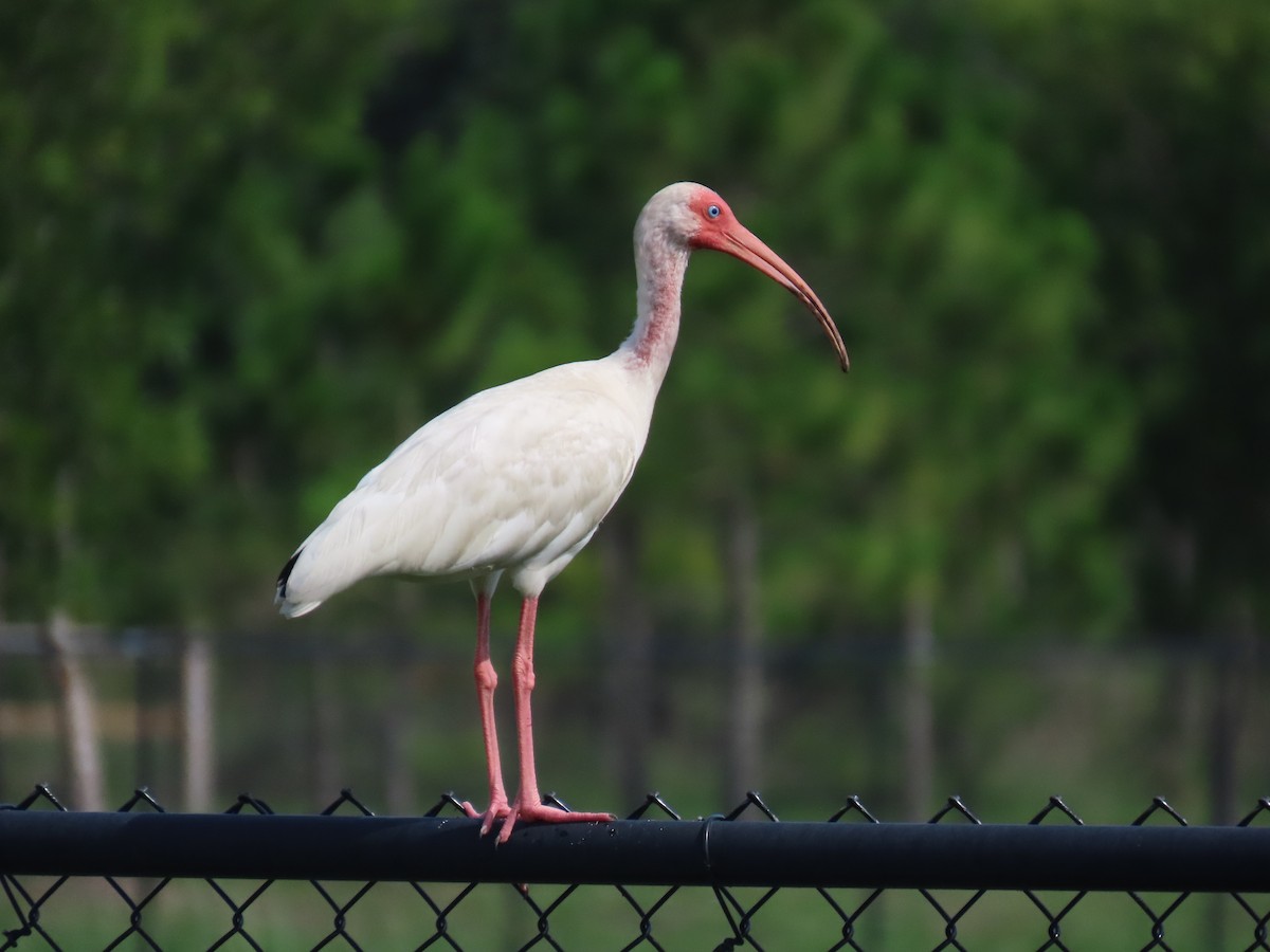 ibis bílý - ML620926695