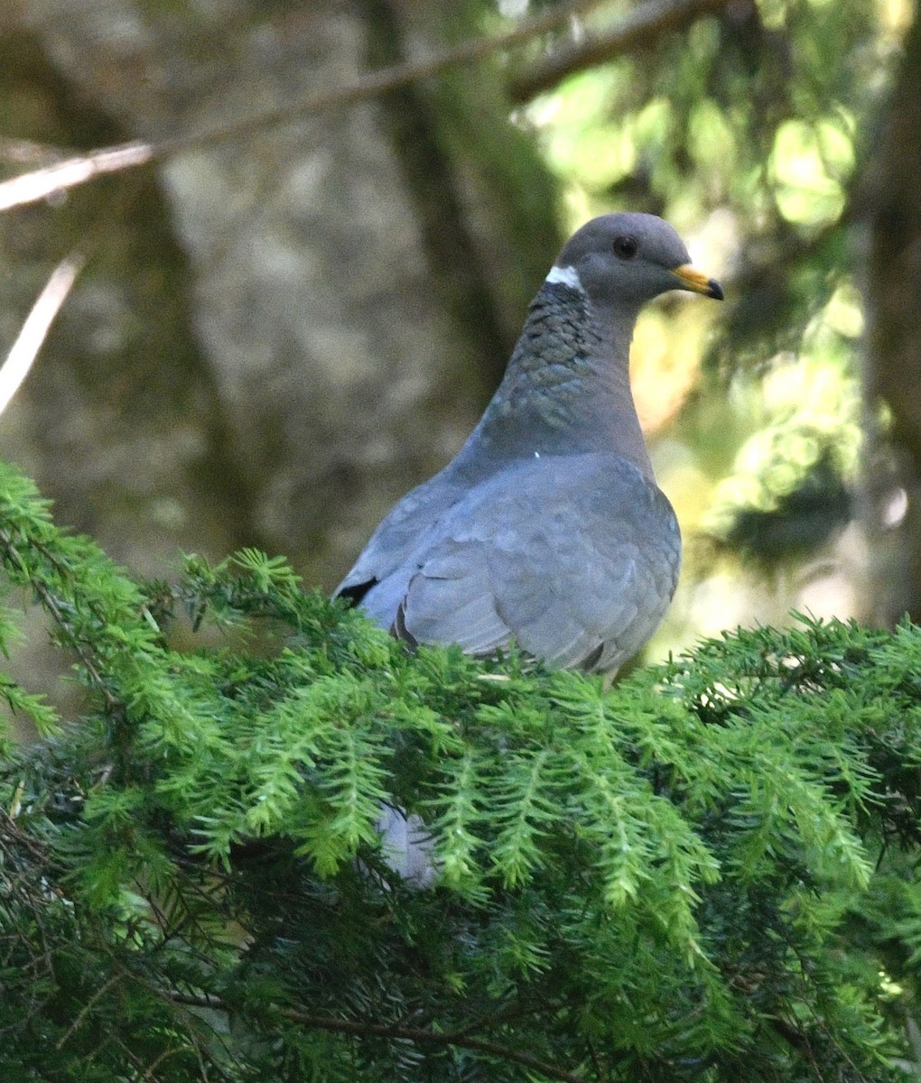 Band-tailed Pigeon - ML620926753