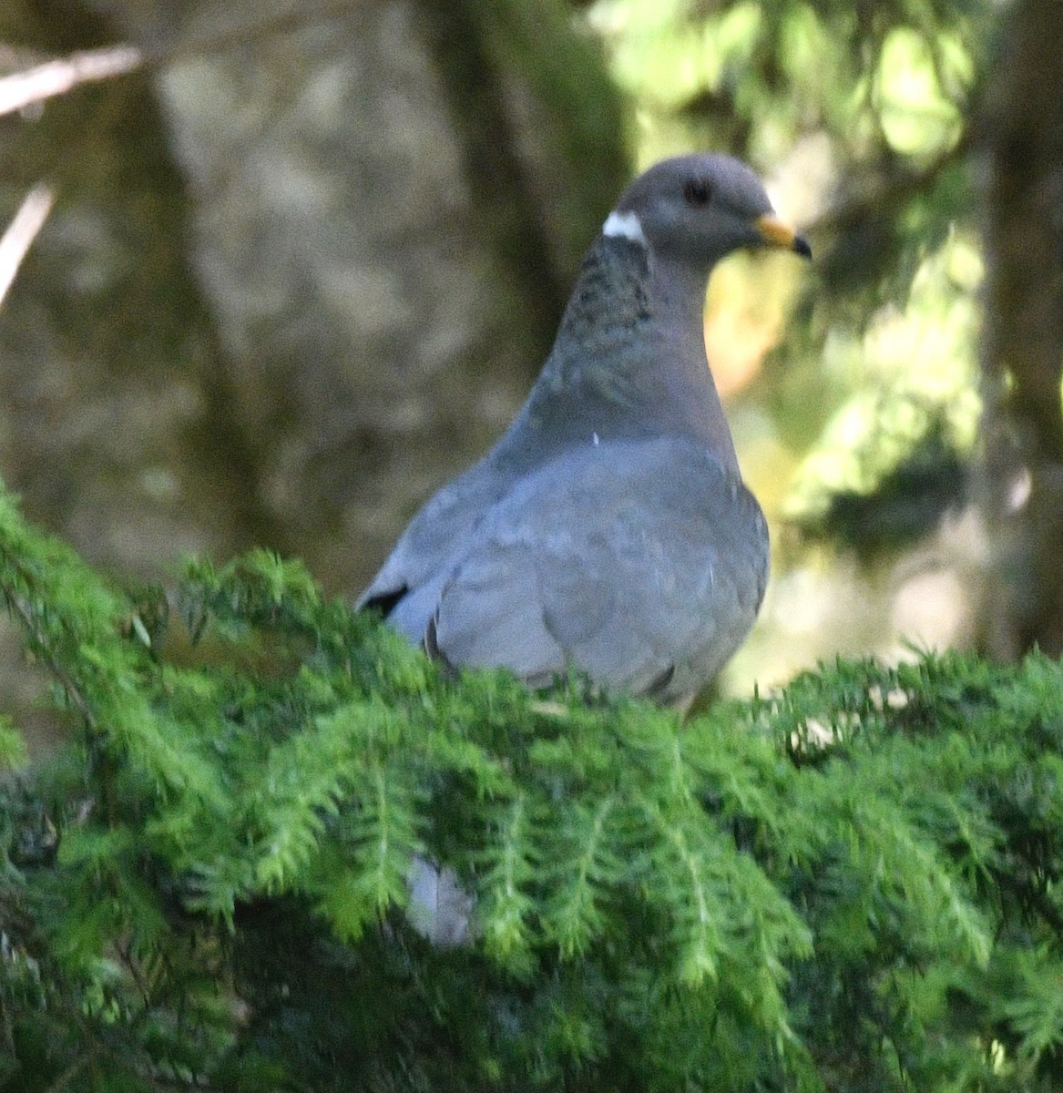 Band-tailed Pigeon - ML620926754