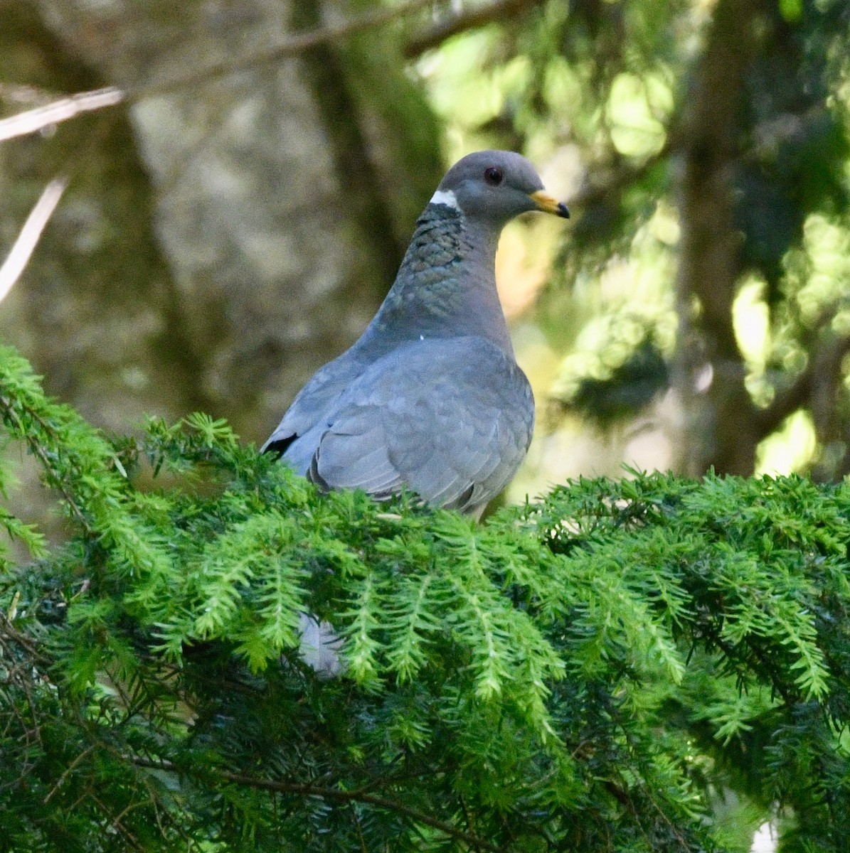 Band-tailed Pigeon - ML620926755