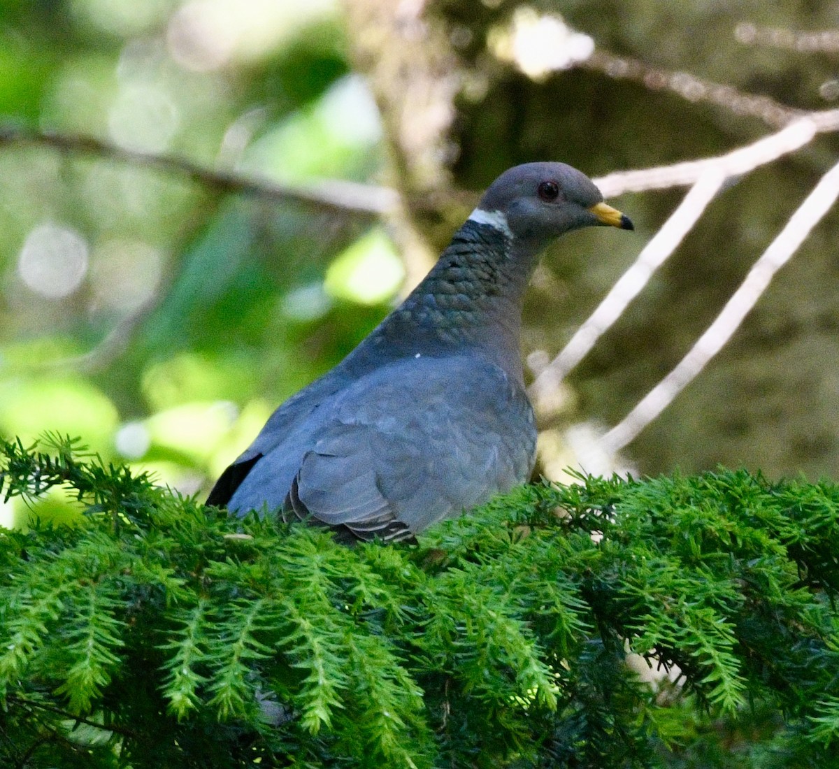 Band-tailed Pigeon - ML620926756
