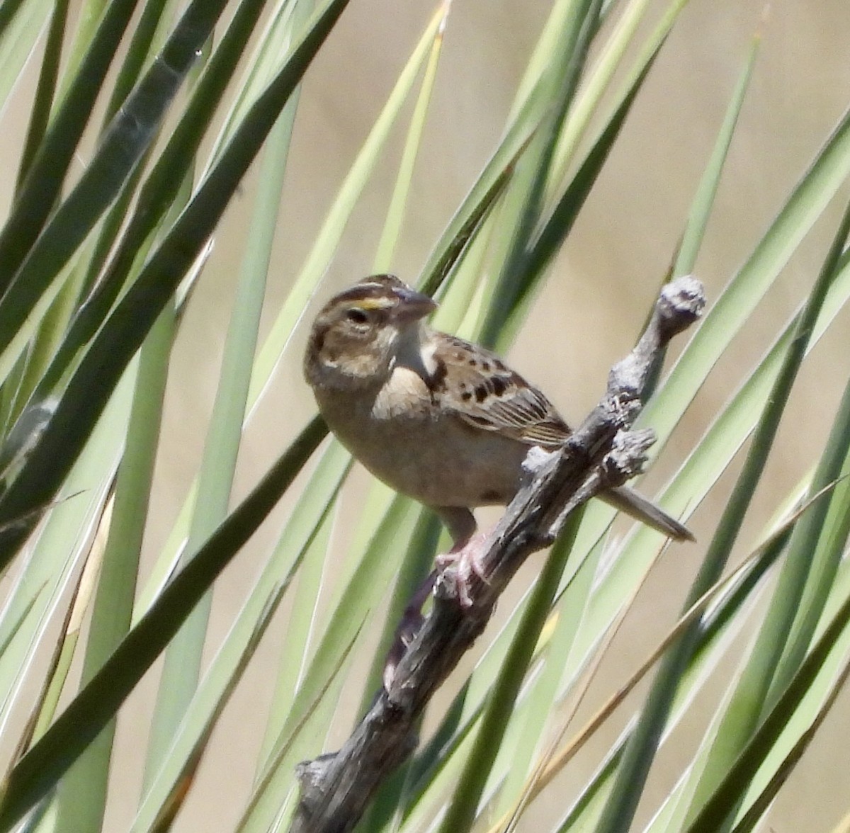 Grasshopper Sparrow - ML620926781