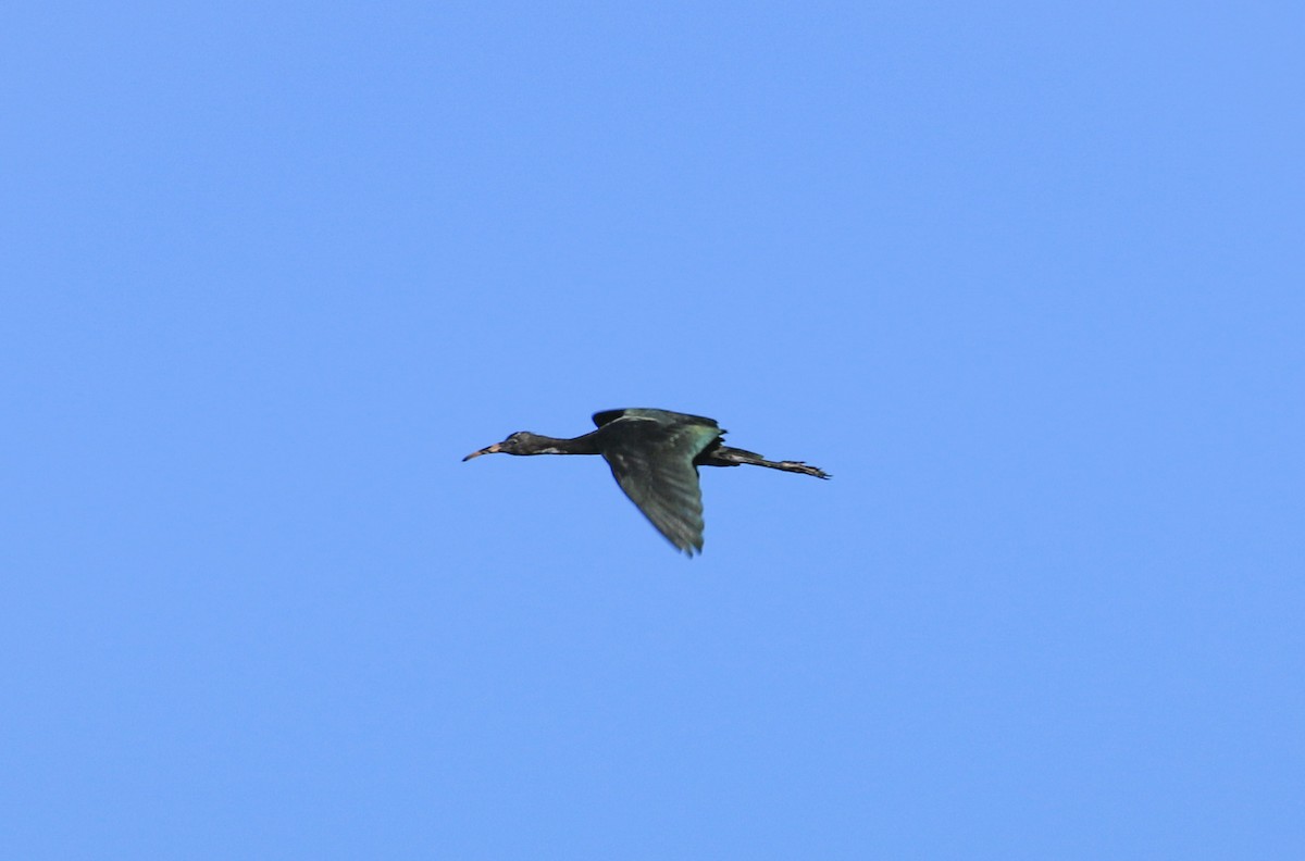 ibis hnědý - ML620926791