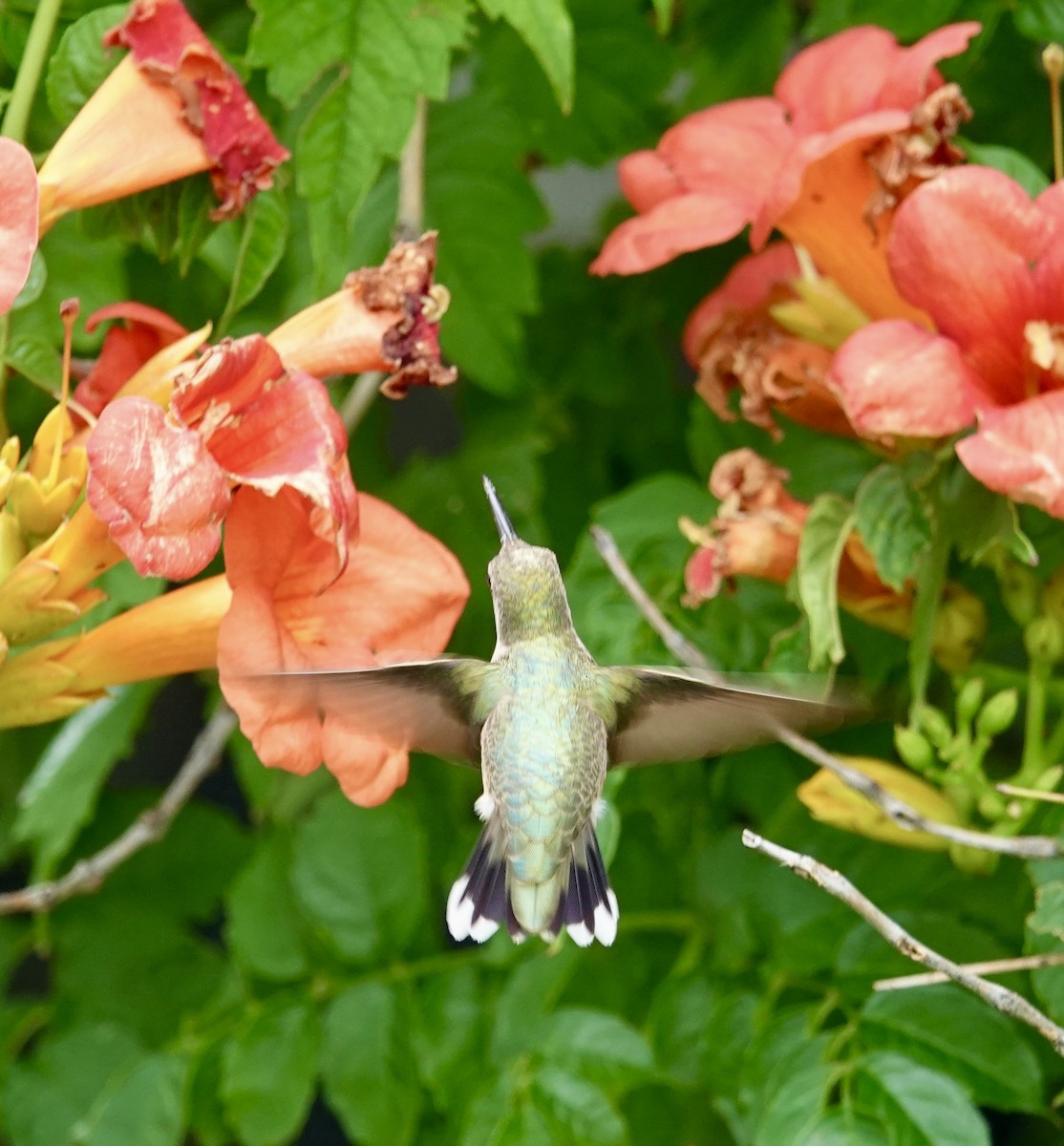 Black-chinned Hummingbird - Holly Key