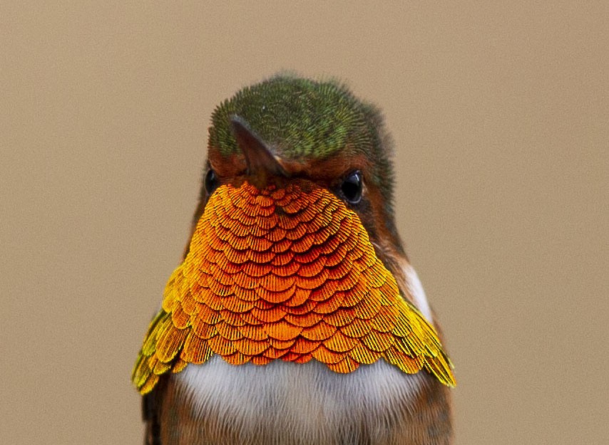 Scintillant Hummingbird - Juan Diego Vargas