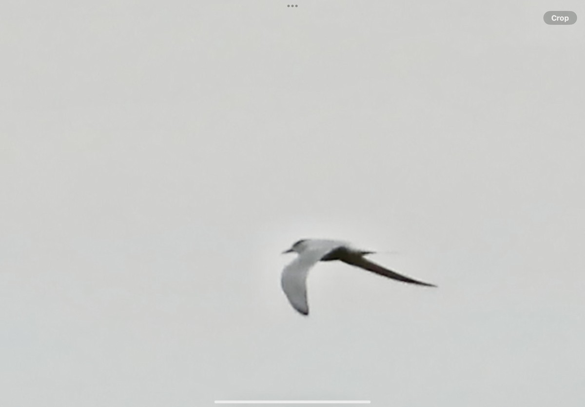 Common/Arctic Tern - ML620926832