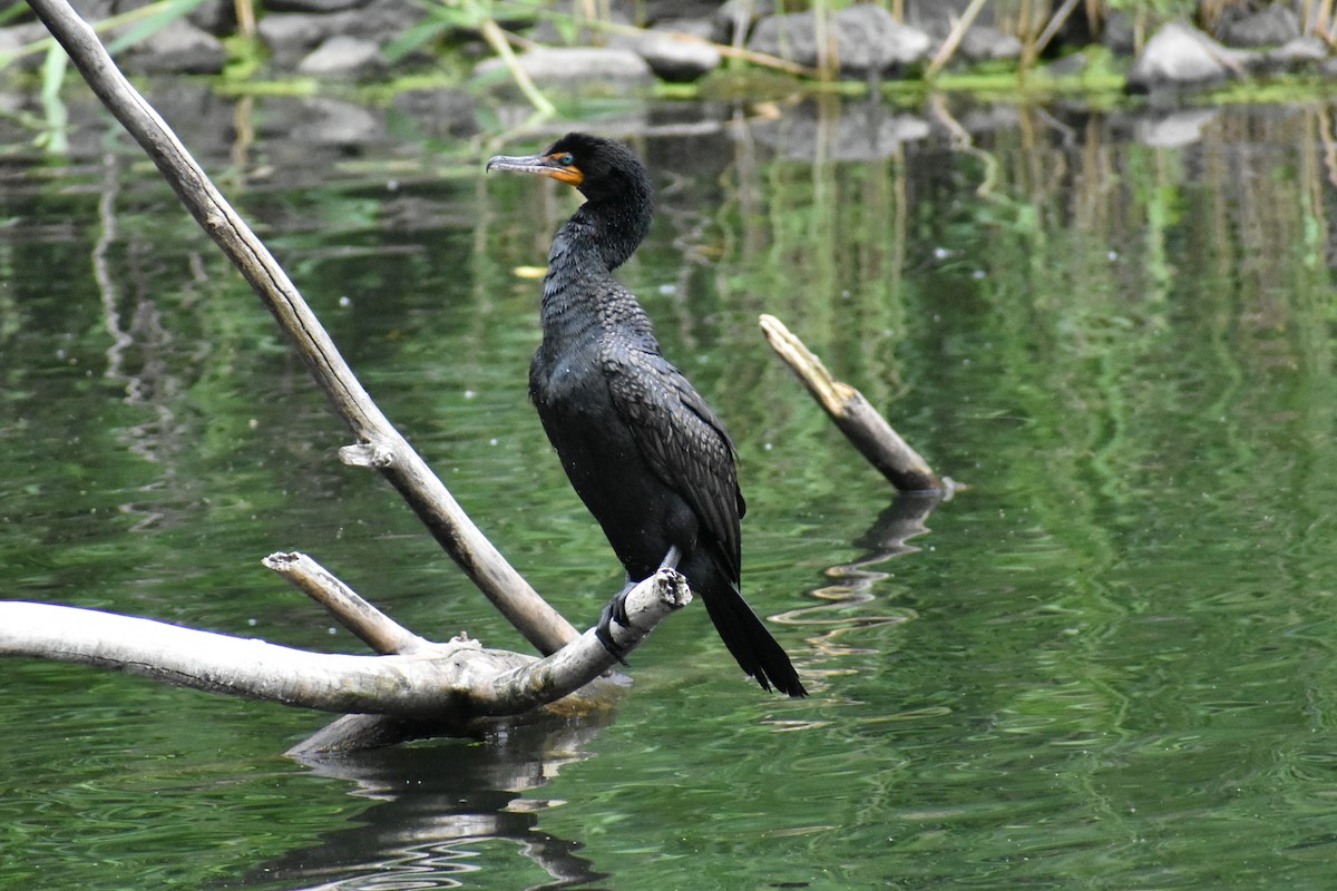 Double-crested Cormorant - John Marriott