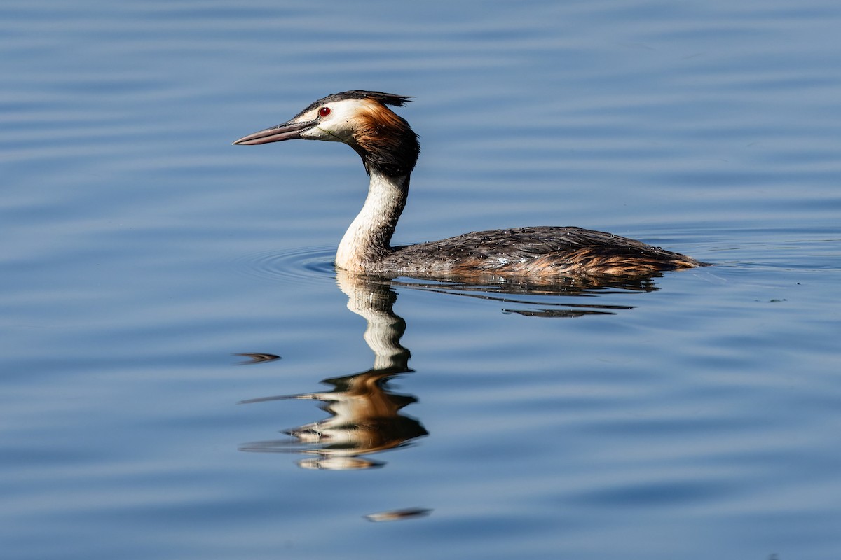 Great Crested Grebe - ML620926871