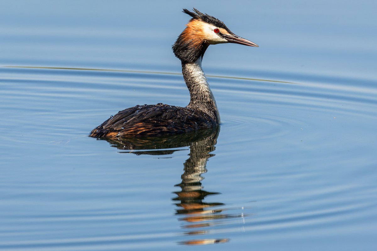 Great Crested Grebe - ML620926876