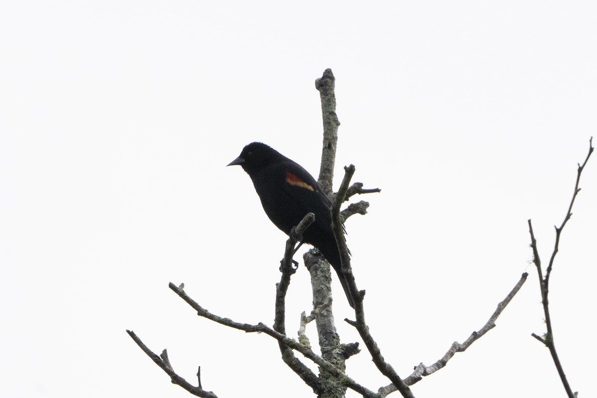 Red-winged Blackbird - ML620926880