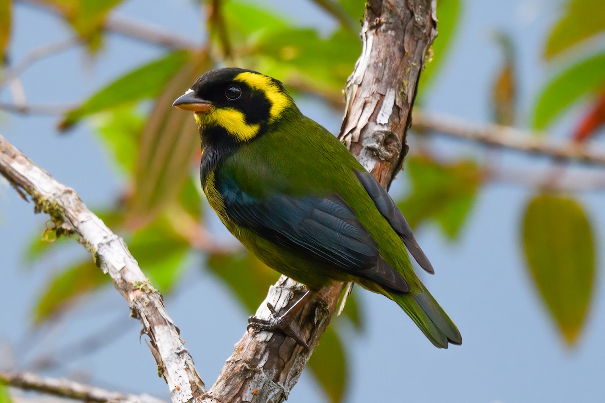 Gold-ringed Tanager - ML620926889