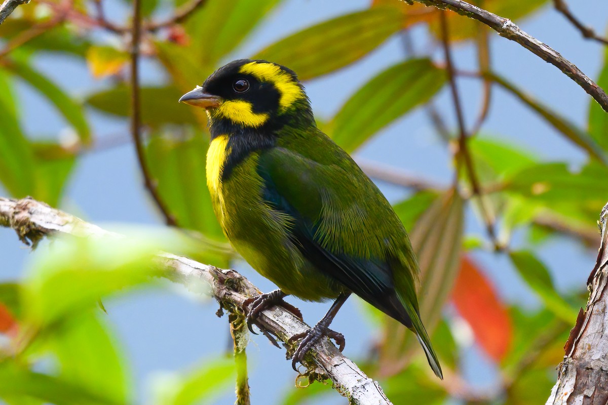 Gold-ringed Tanager - ML620926890