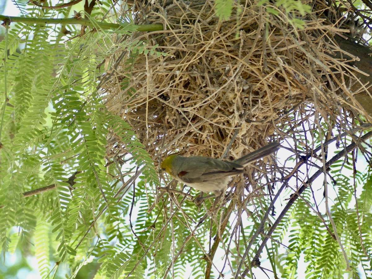 Pájaro Moscón Baloncito - ML620926950