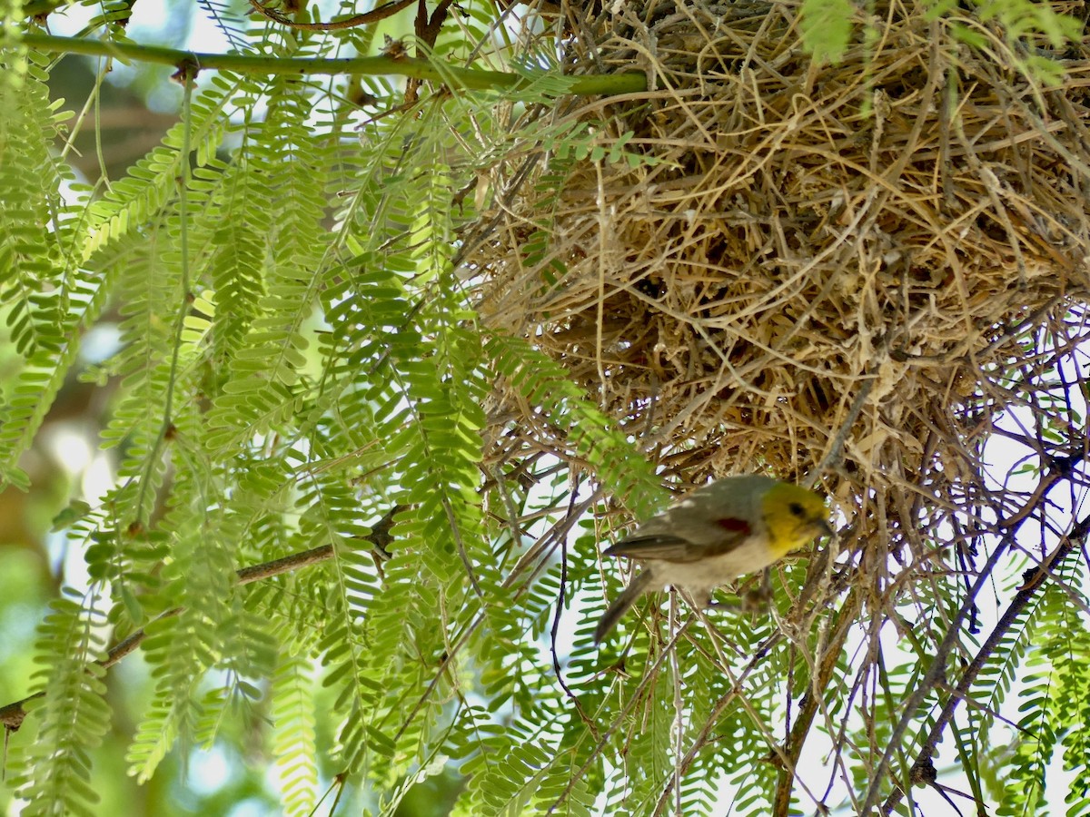 Pájaro Moscón Baloncito - ML620926951