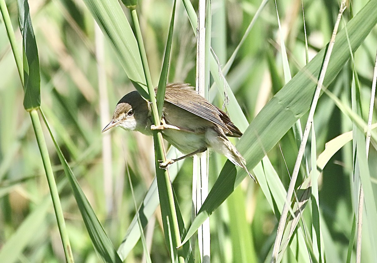 Common Reed Warbler - ML620927048