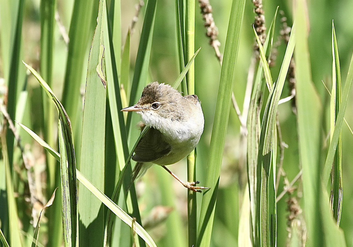 Common Reed Warbler - ML620927049