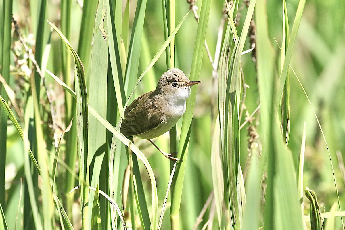 Common Reed Warbler - ML620927050