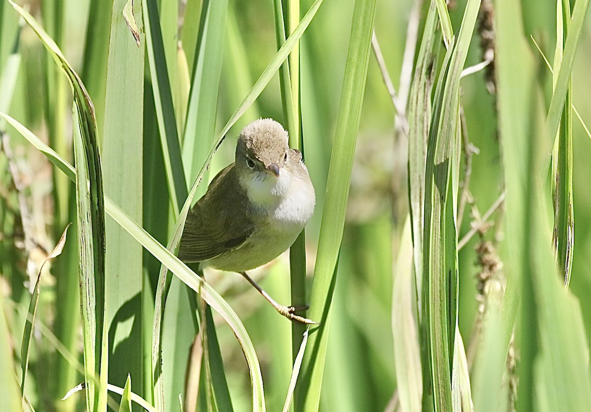 Common Reed Warbler - ML620927051