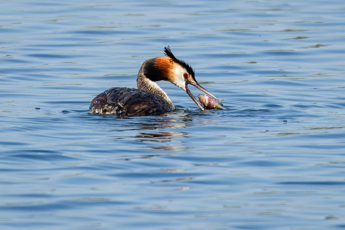 Great Crested Grebe - ML620927068