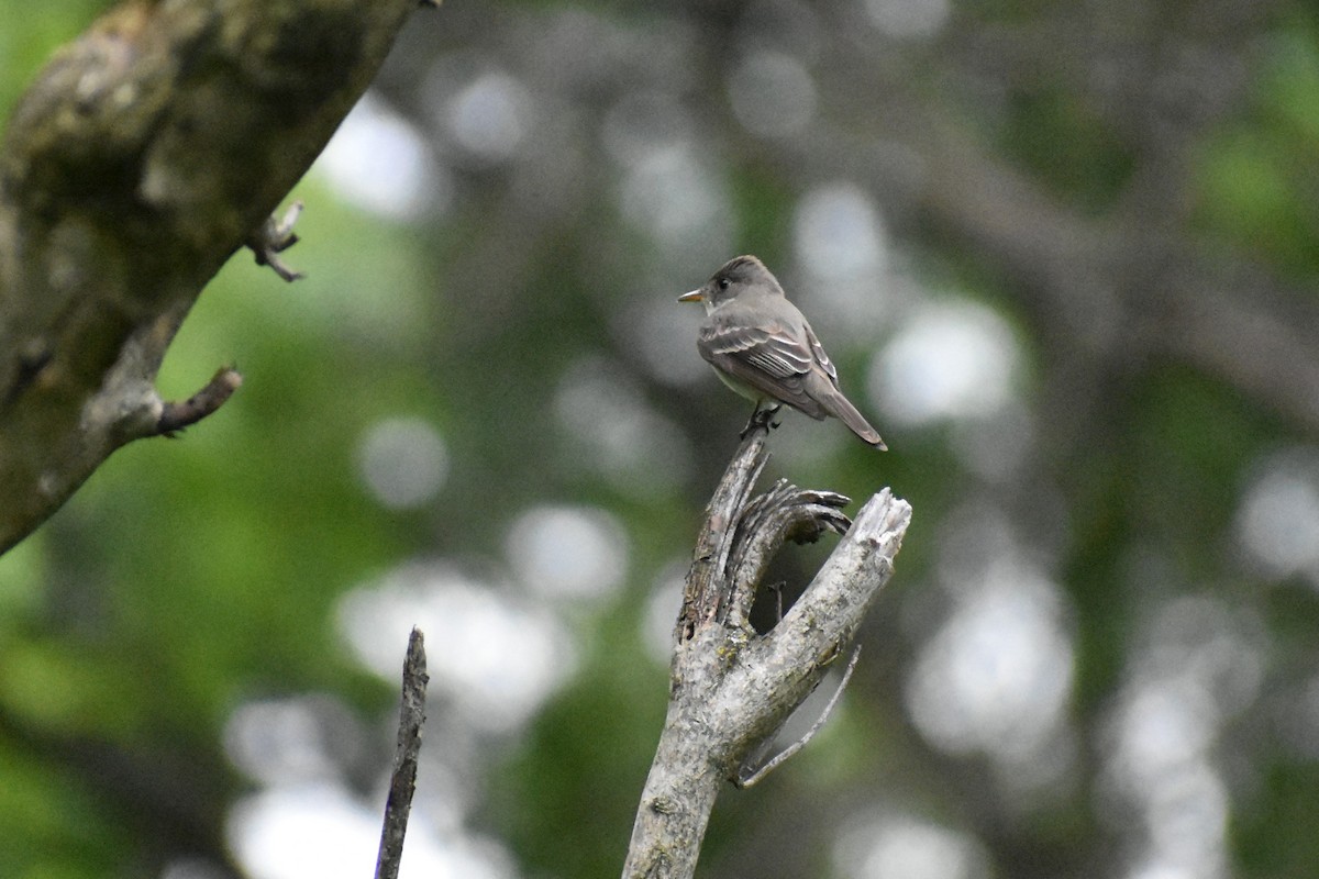 Eastern Wood-Pewee - ML620927074