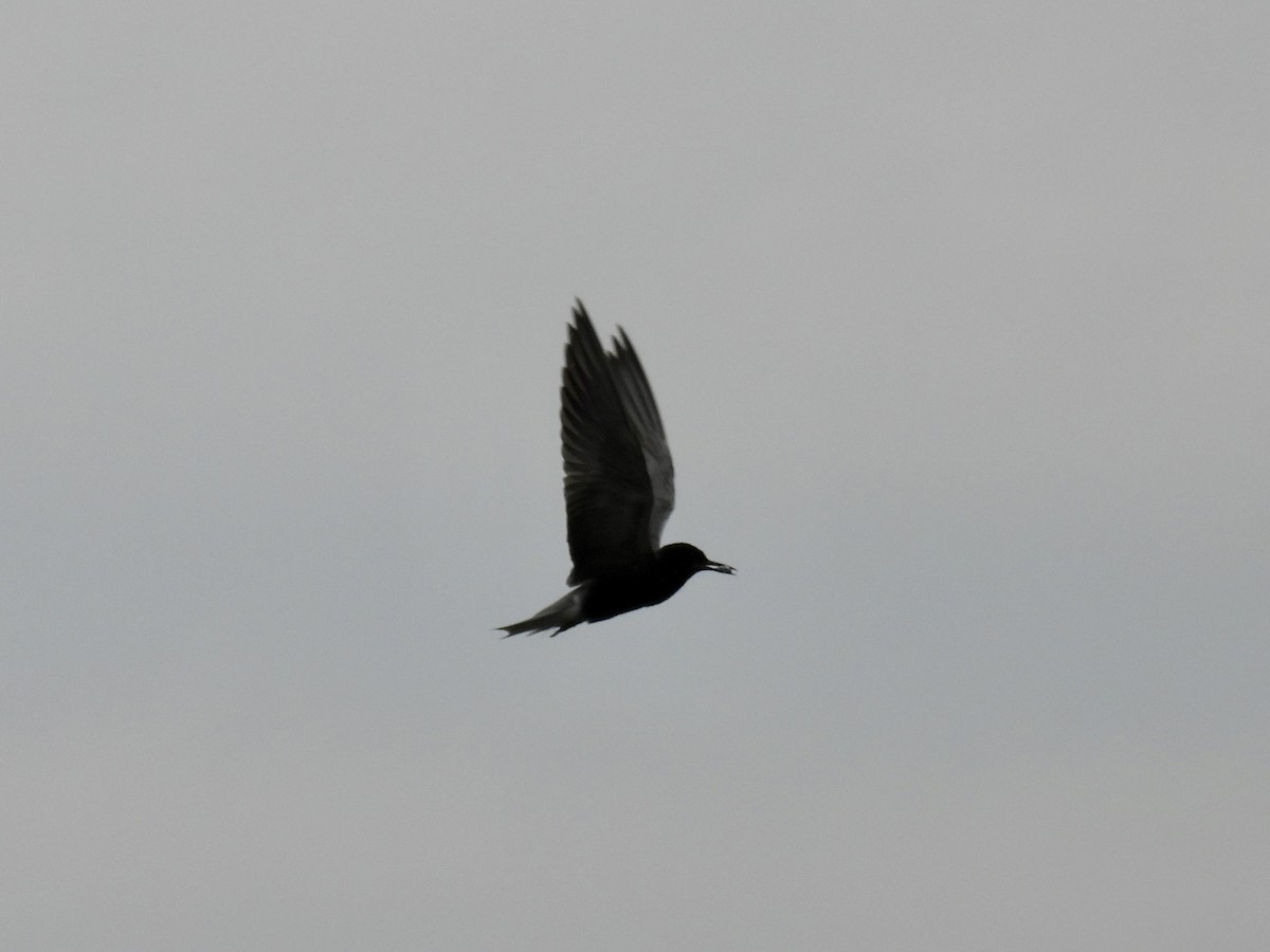 Black Tern - ML620927077