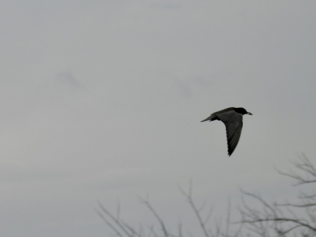 Black Tern - ML620927079