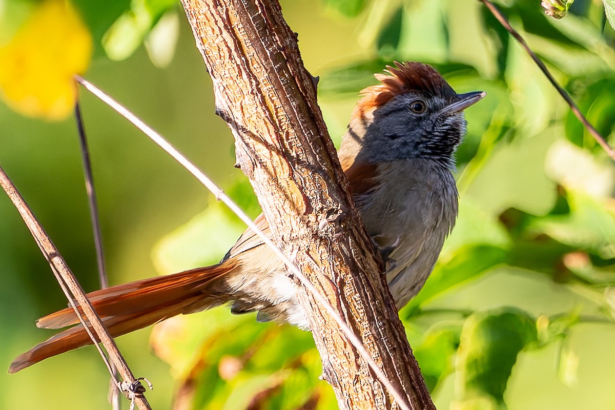 Sooty-fronted Spinetail - ML620927117