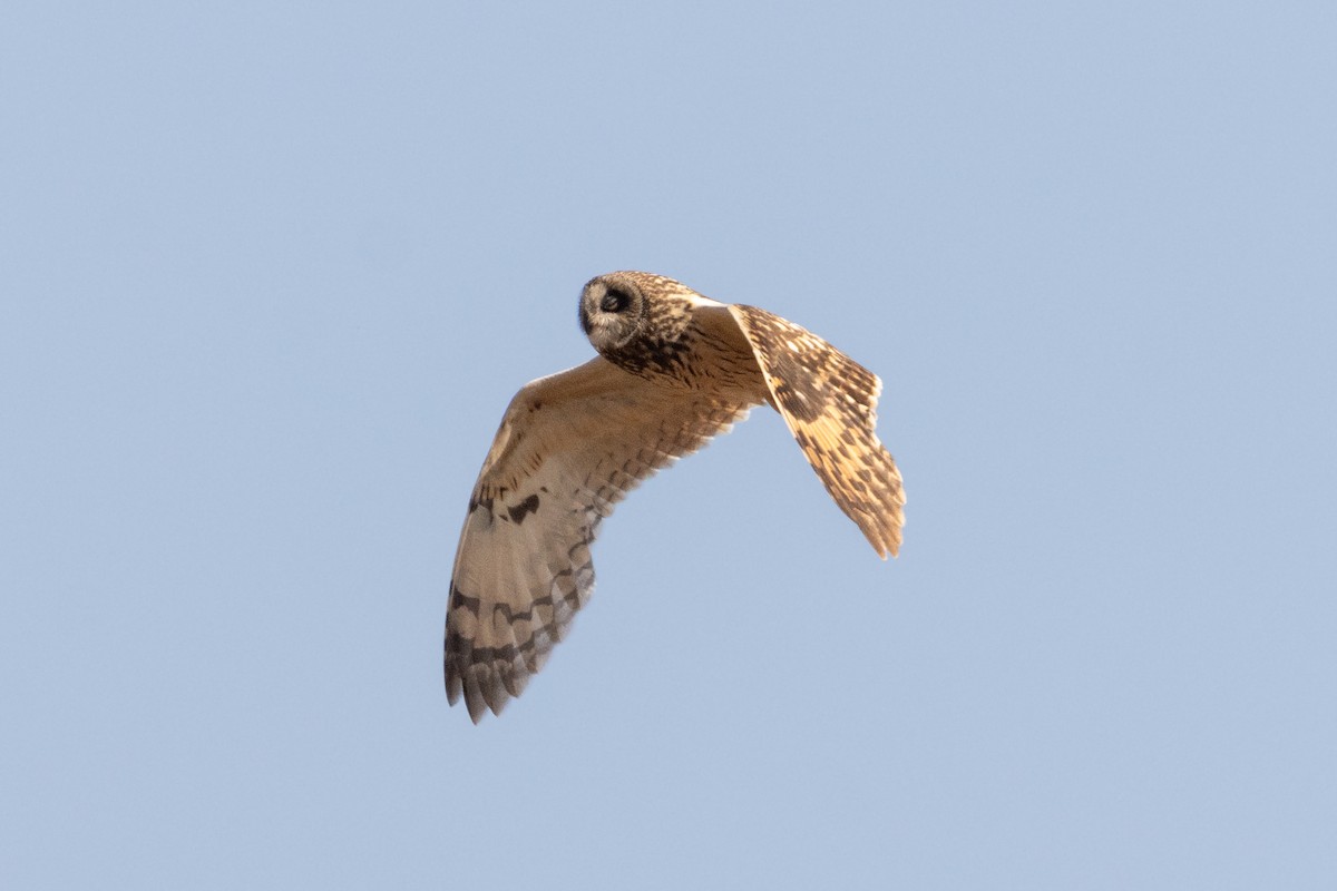 Short-eared Owl - ML620927127