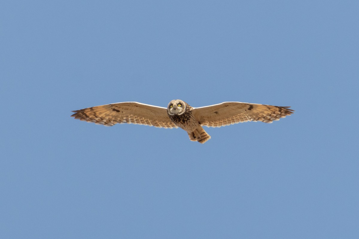 Short-eared Owl - ML620927128