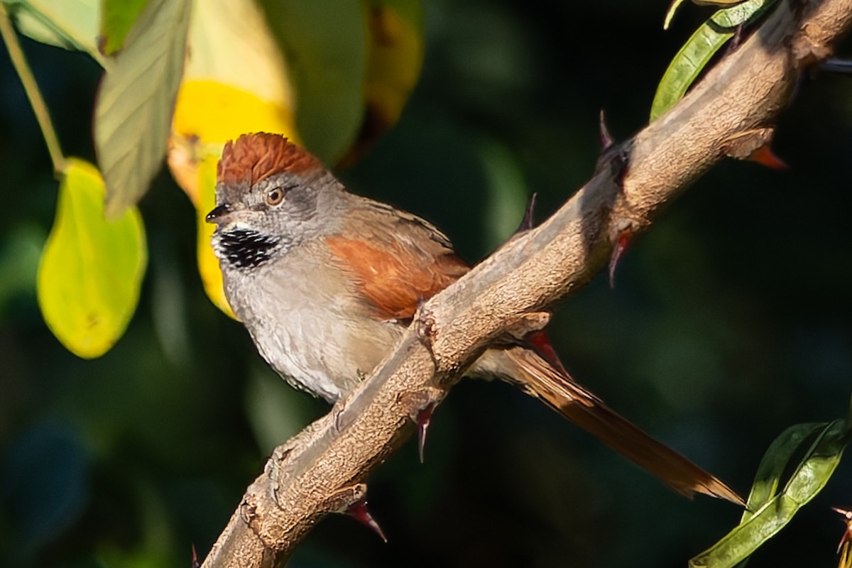 Sooty-fronted Spinetail - ML620927129