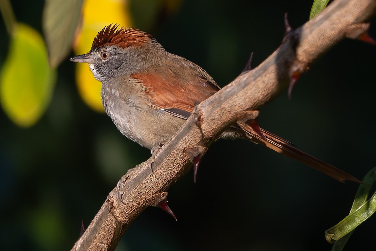 Sooty-fronted Spinetail - ML620927137