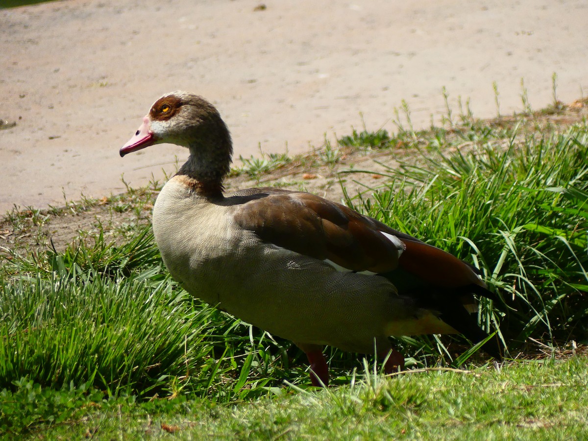 Egyptian Goose - ML620927160