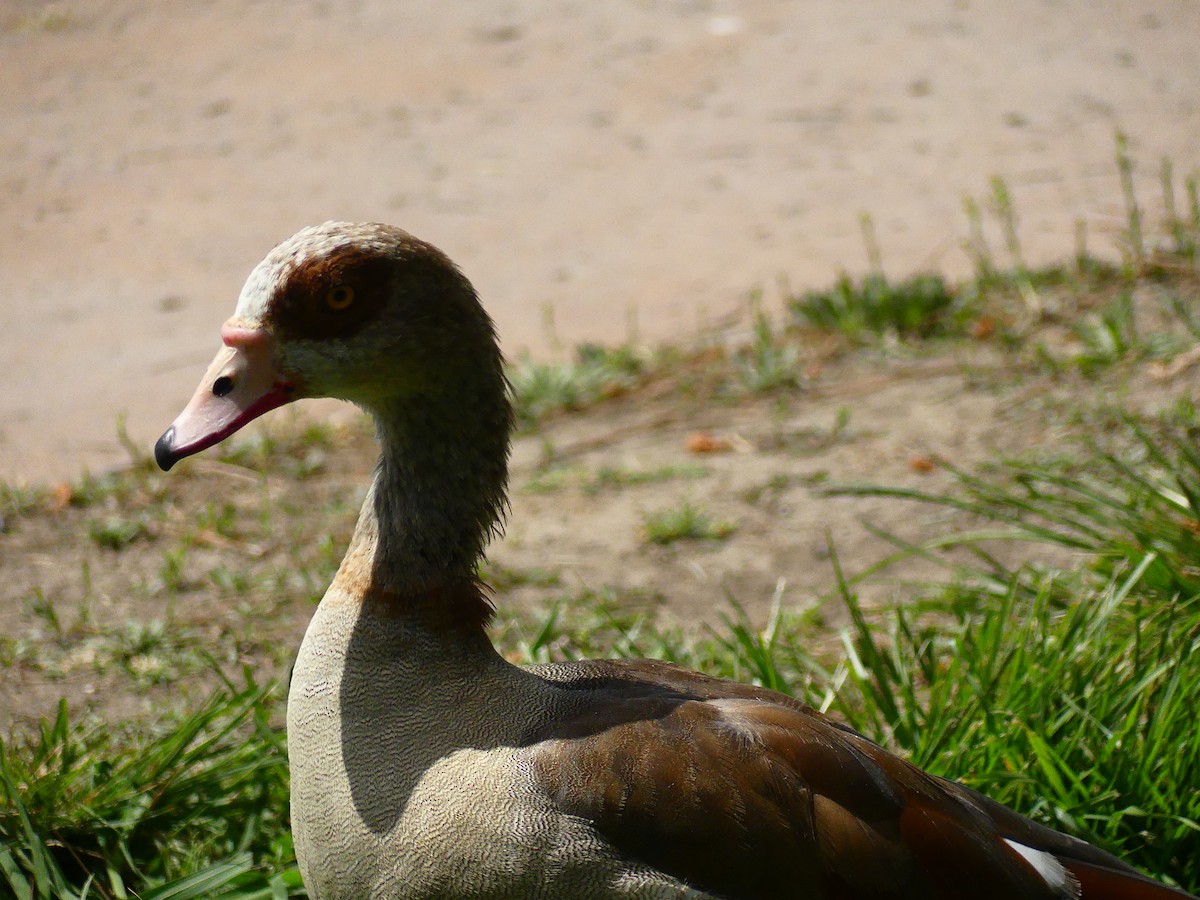 Egyptian Goose - ML620927161