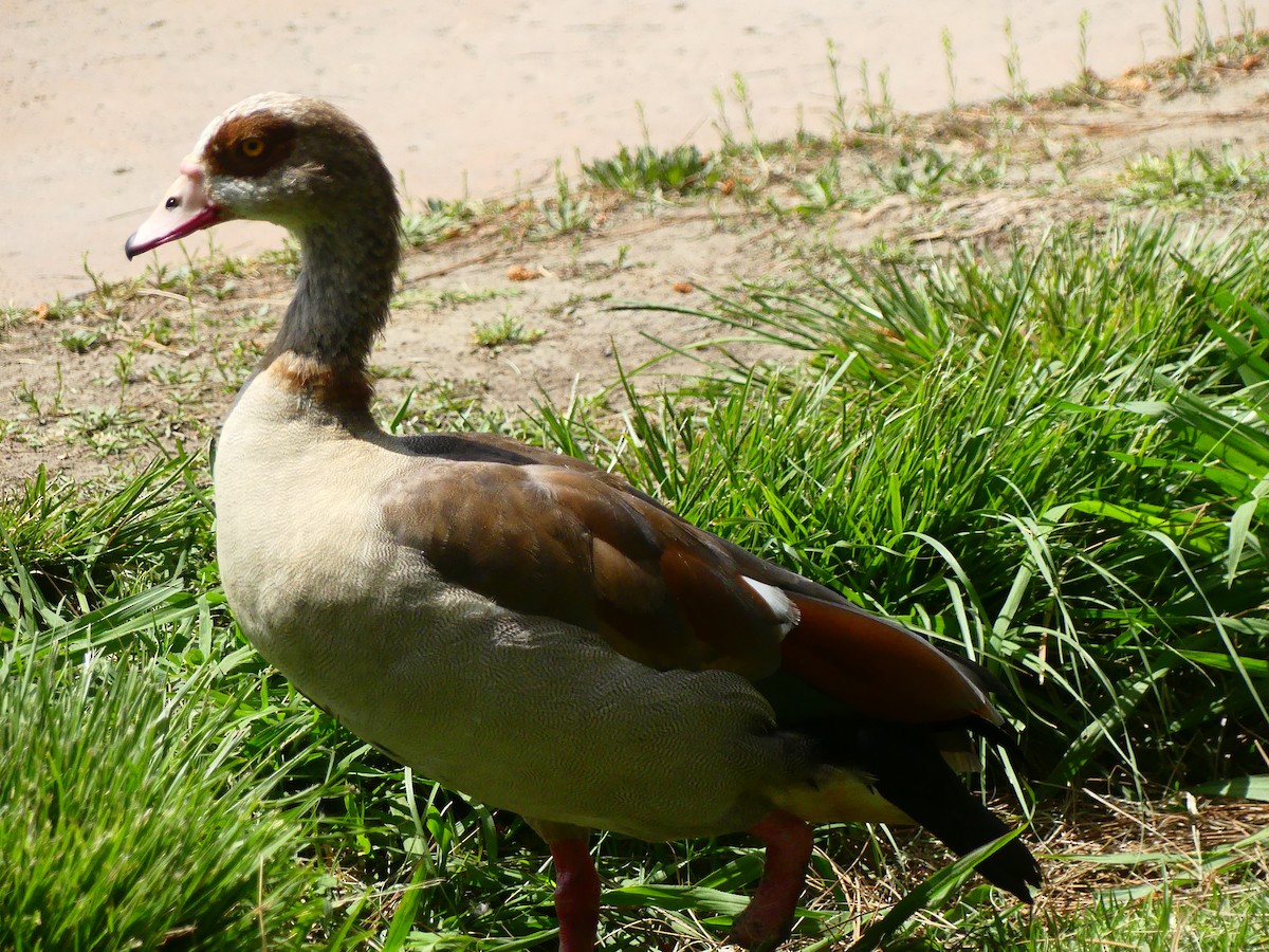 Egyptian Goose - ML620927164