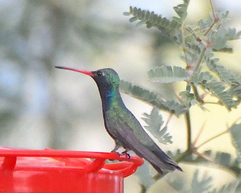 Broad-billed Hummingbird - ML620927169