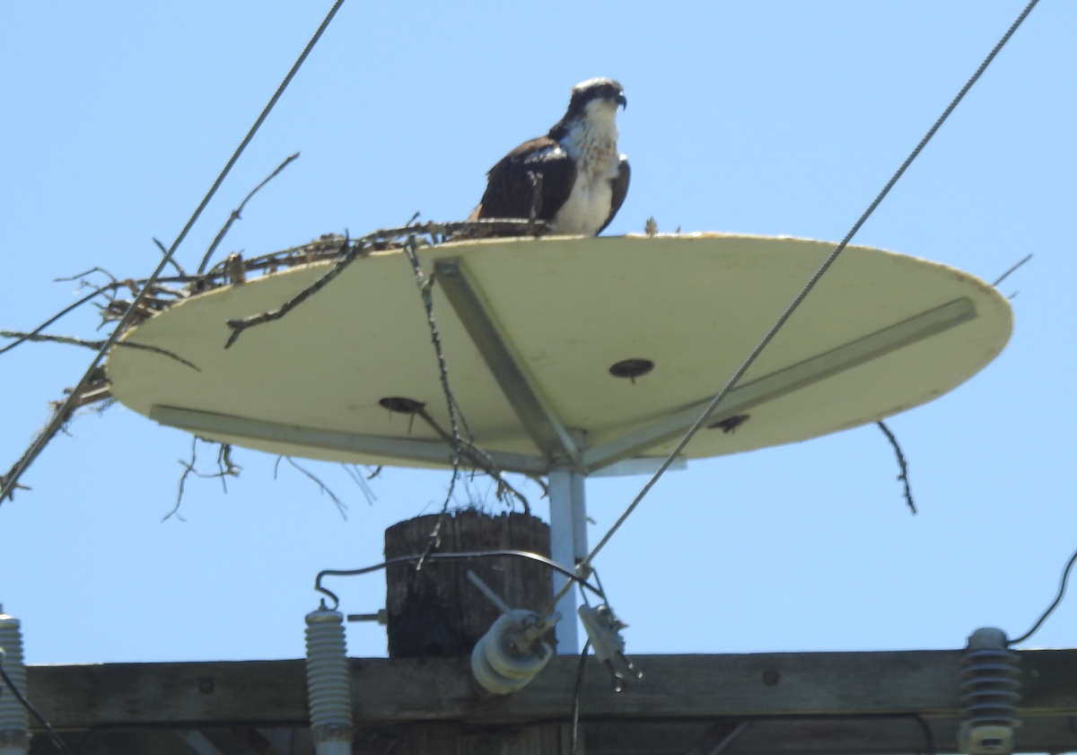 Загасч явлаг - ML620927171