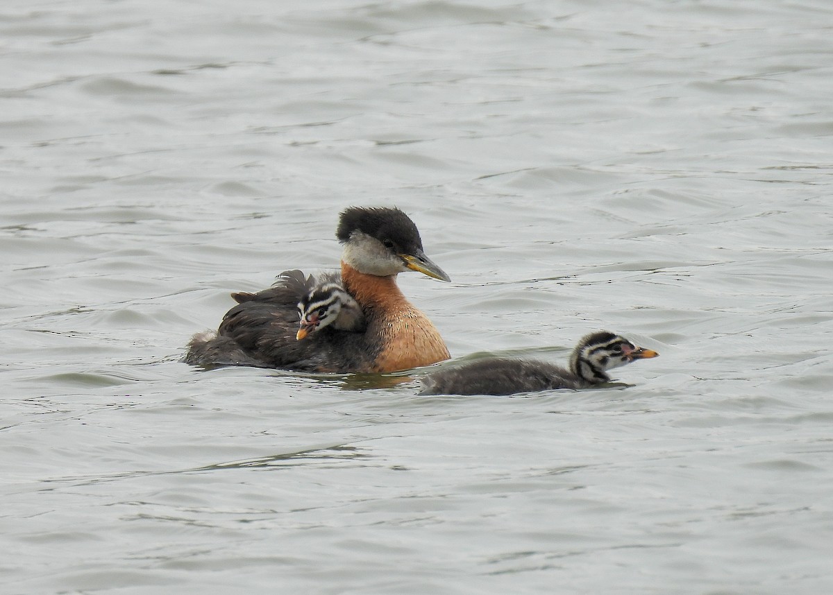 Red-necked Grebe - ML620927202