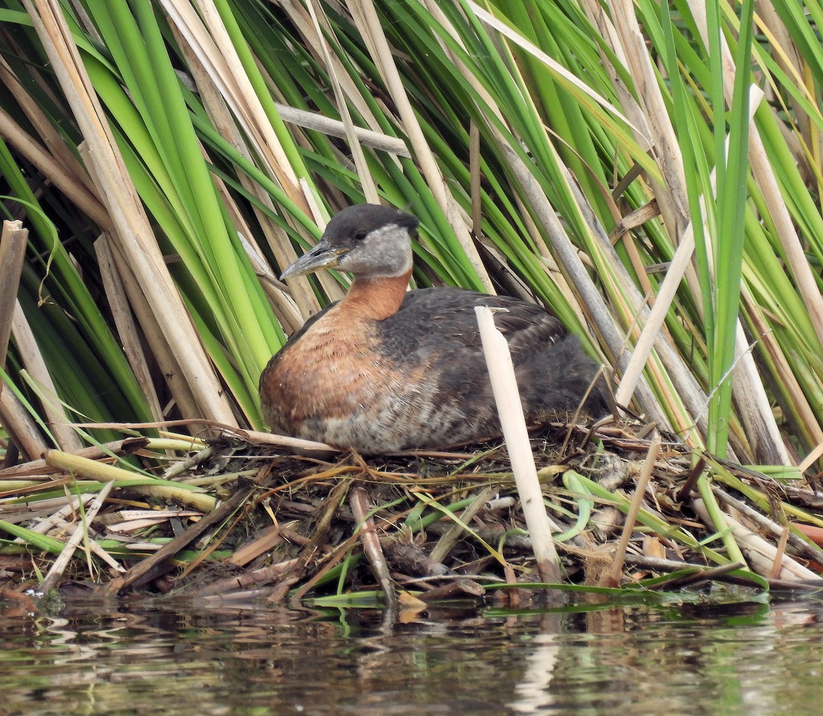 Red-necked Grebe - ML620927203