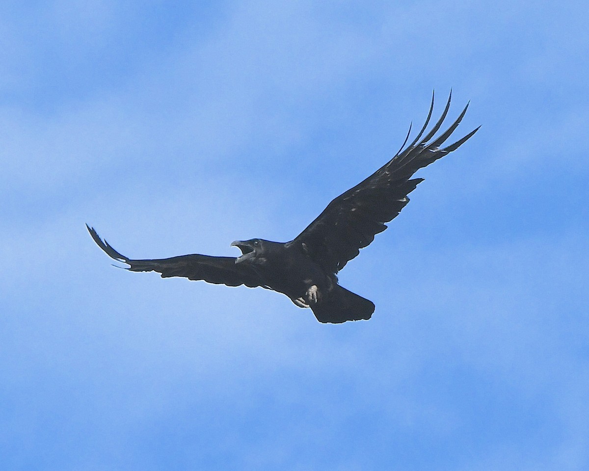 Common Raven - ML620927204
