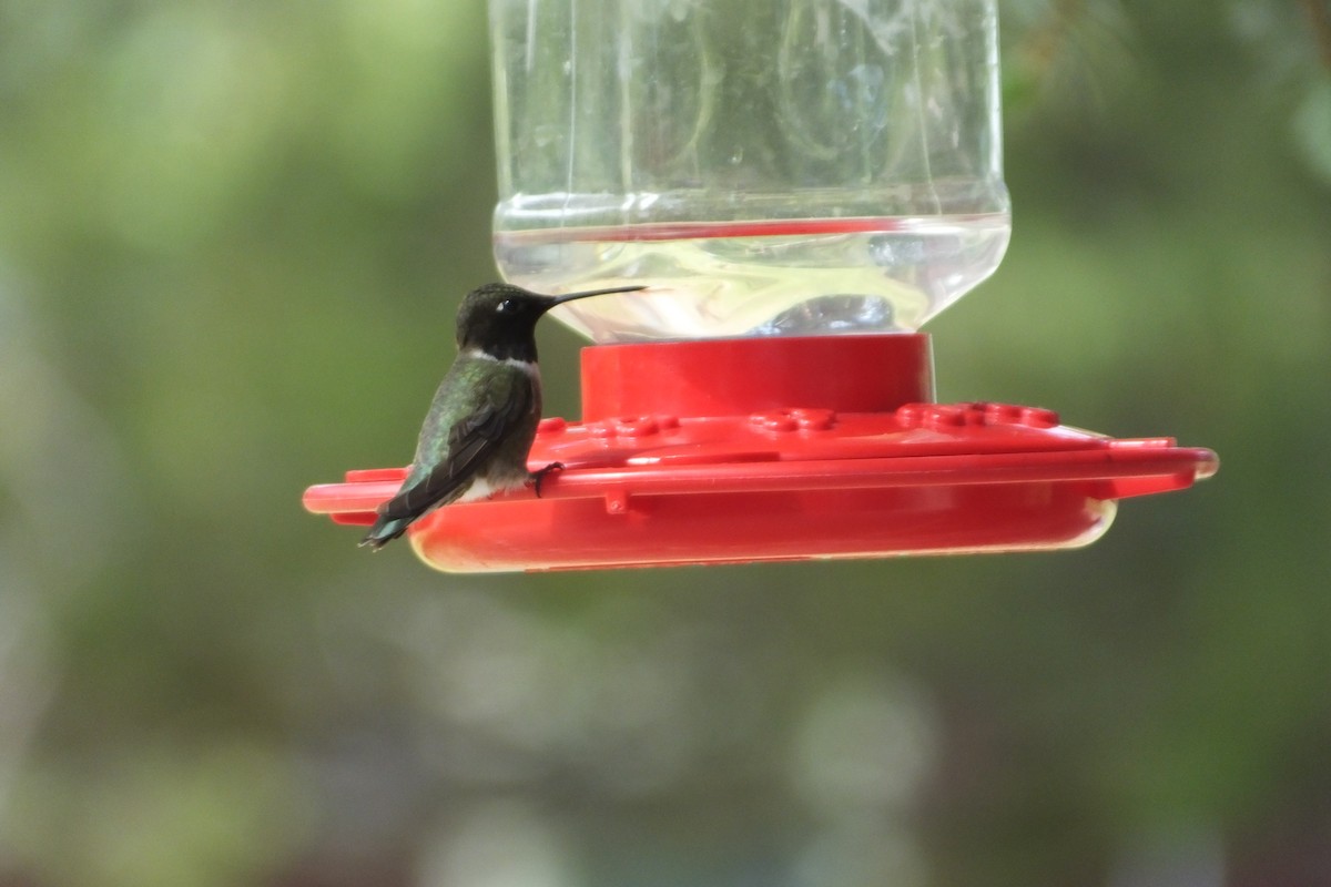 Black-chinned Hummingbird - ML620927232