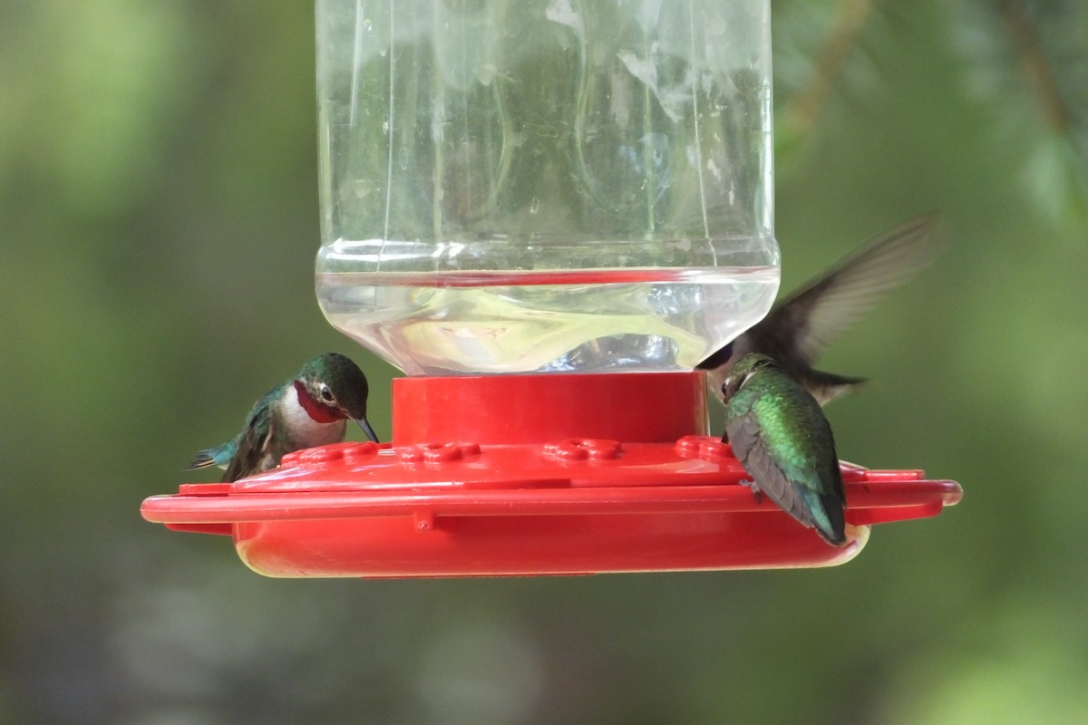 Broad-tailed Hummingbird - ML620927233