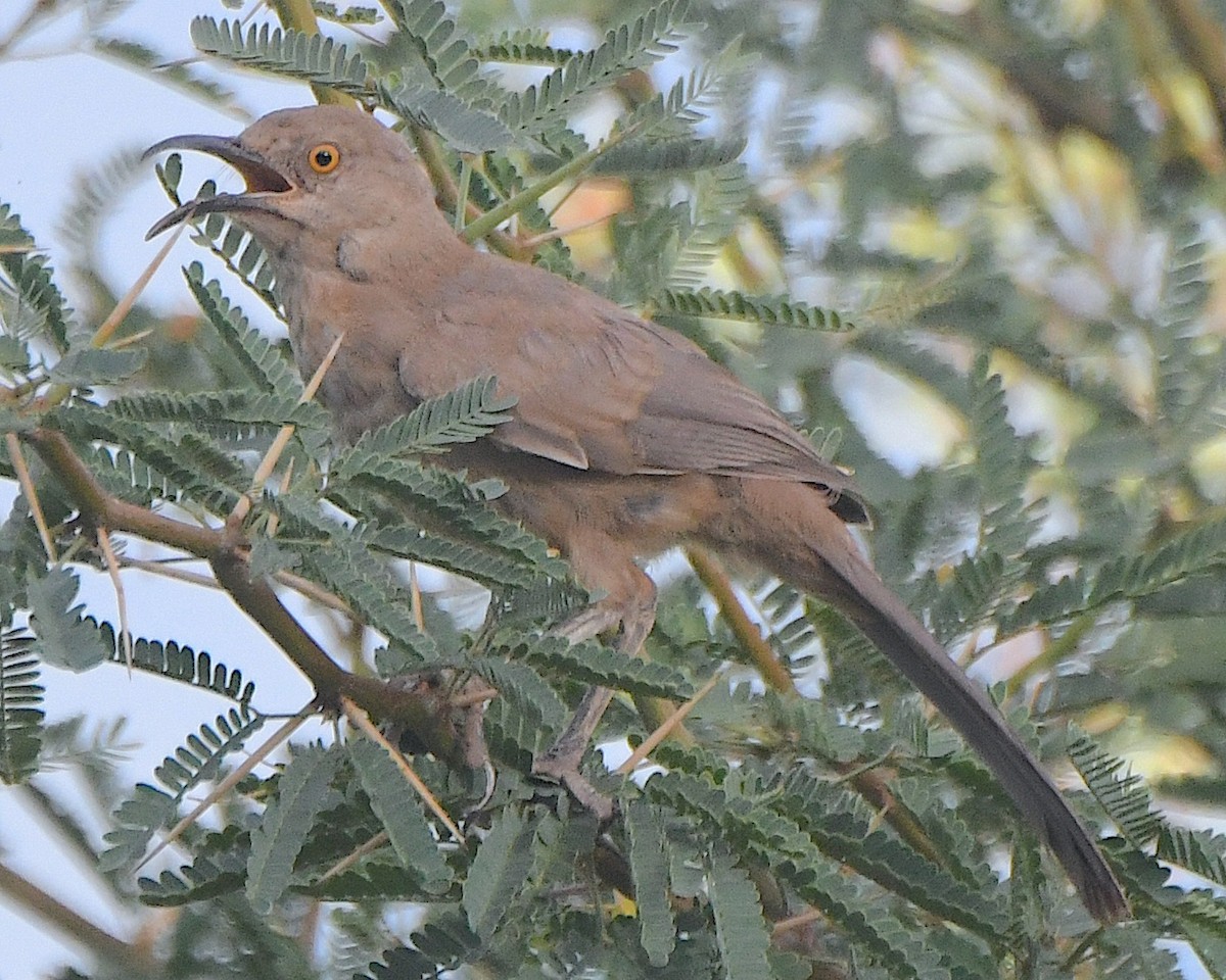 Curve-billed Thrasher - Ted Wolff