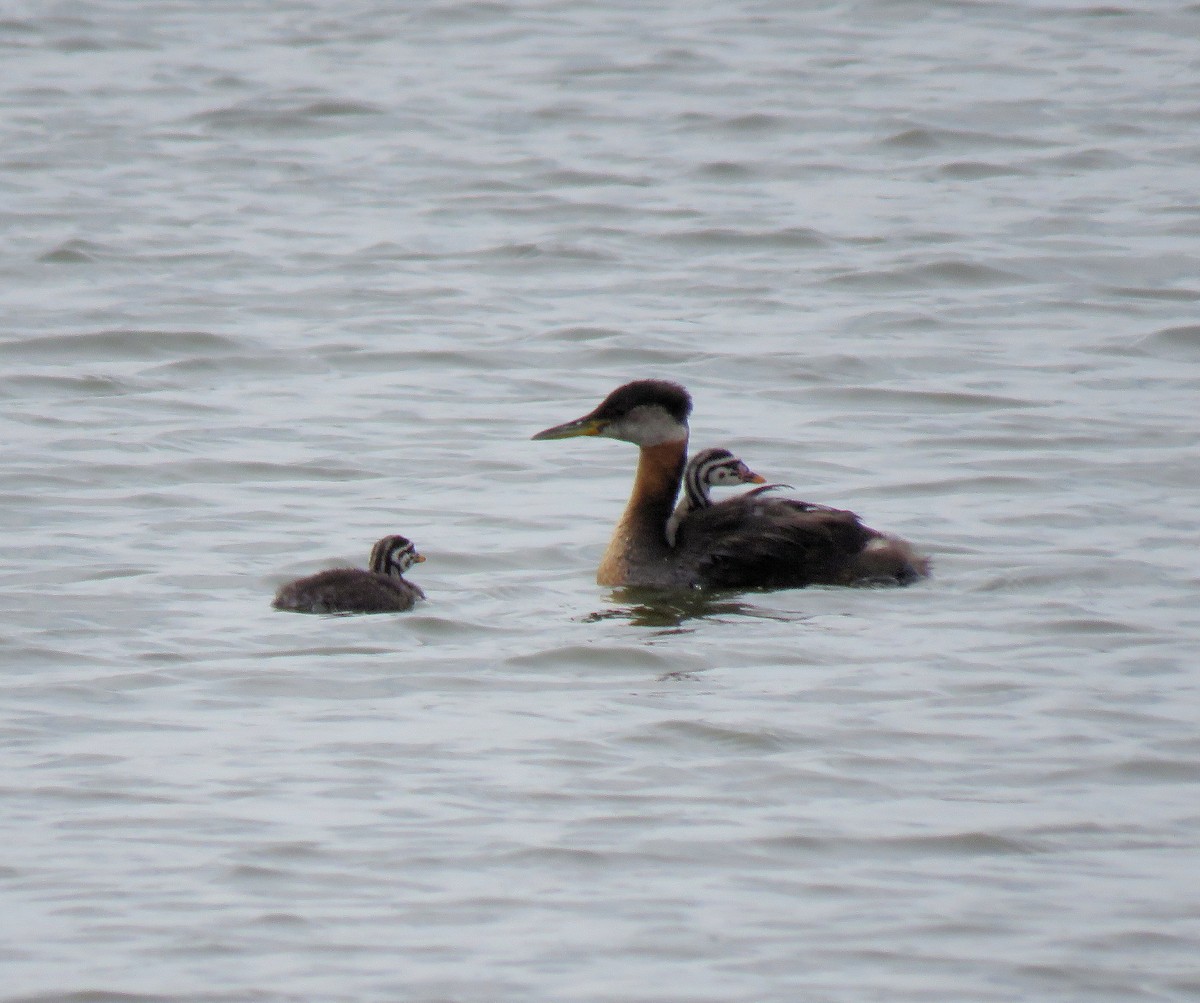 Red-necked Grebe - ML620927255
