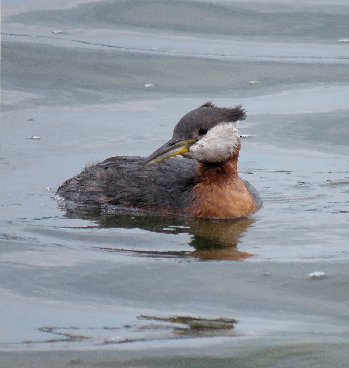 Red-necked Grebe - ML620927256
