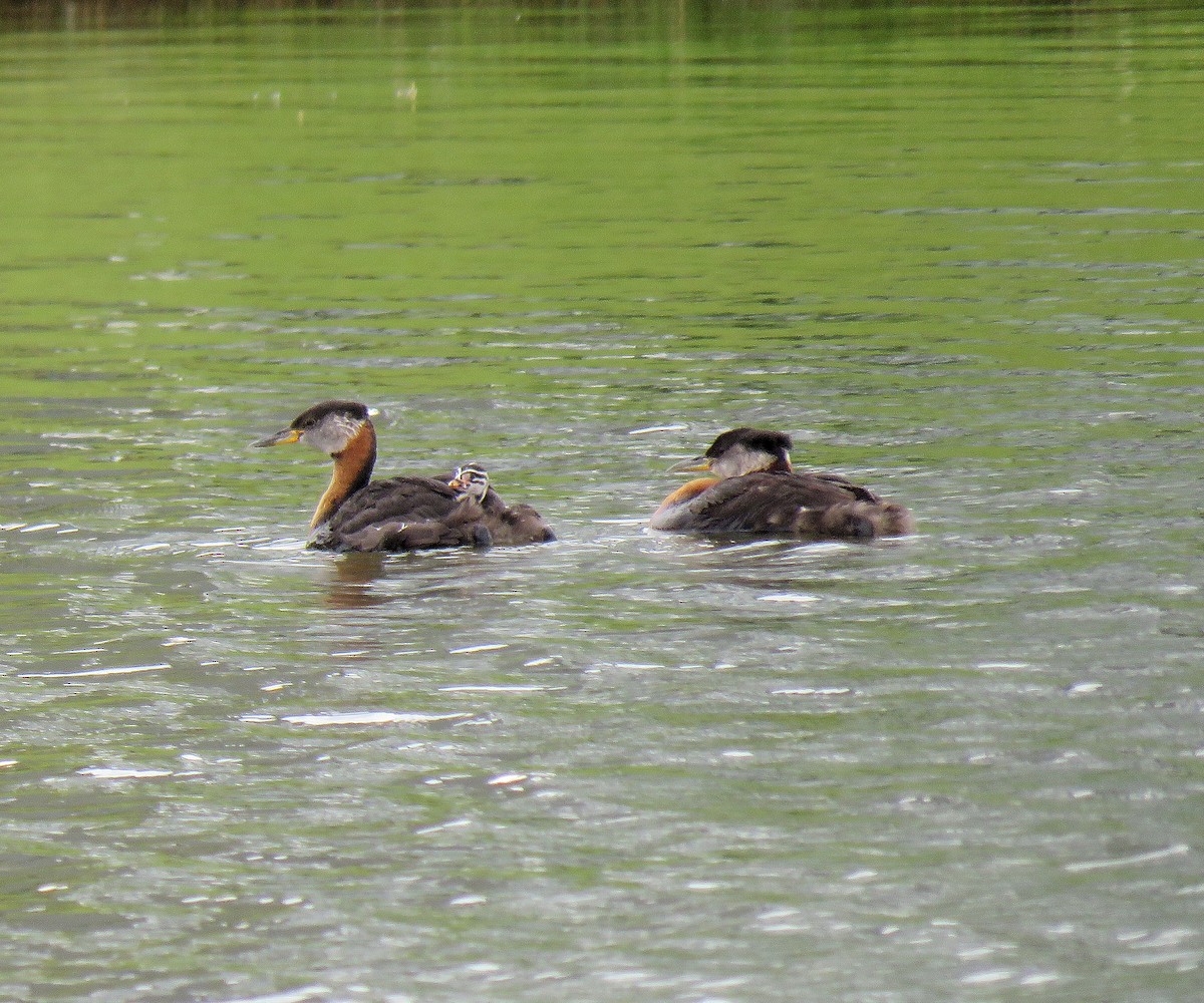 Red-necked Grebe - ML620927257