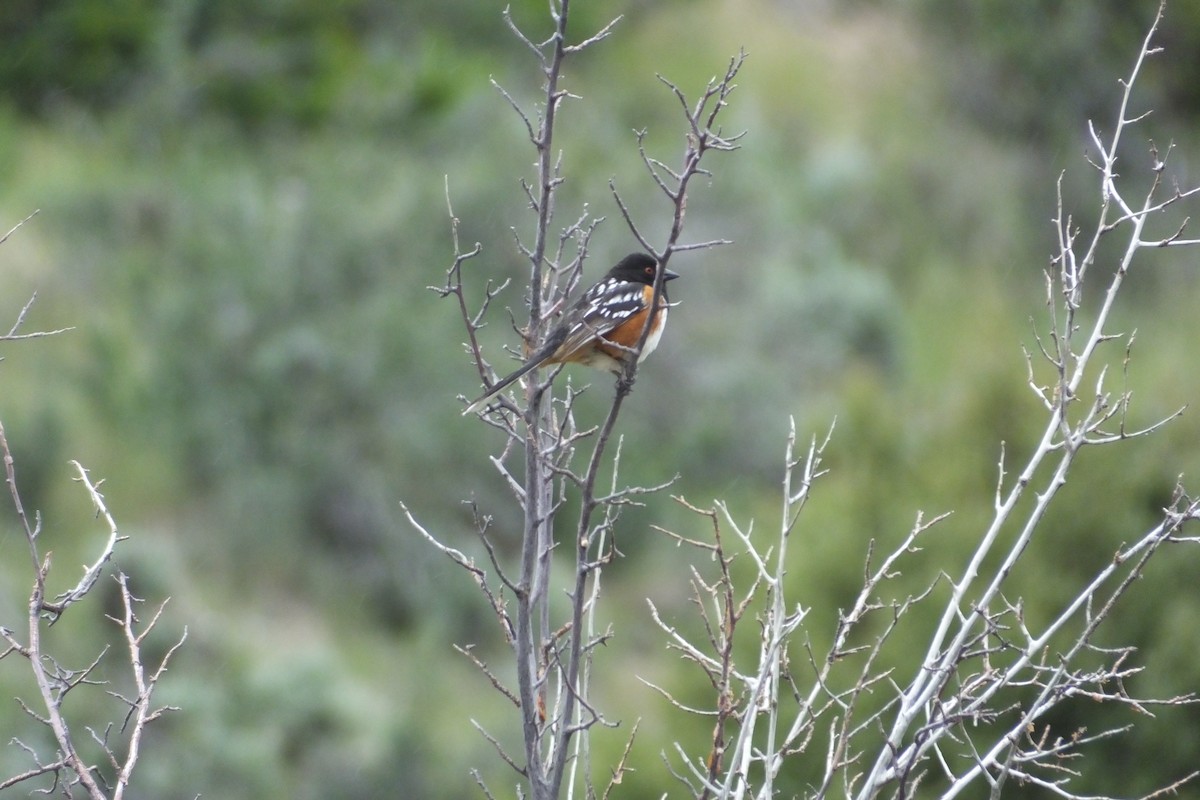 Spotted Towhee - ML620927258