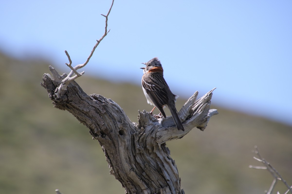 Rufous-collared Sparrow - ML620927276