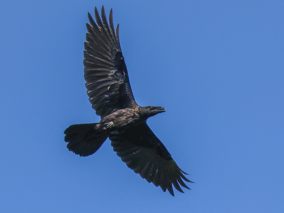 Common Raven - ML620927291
