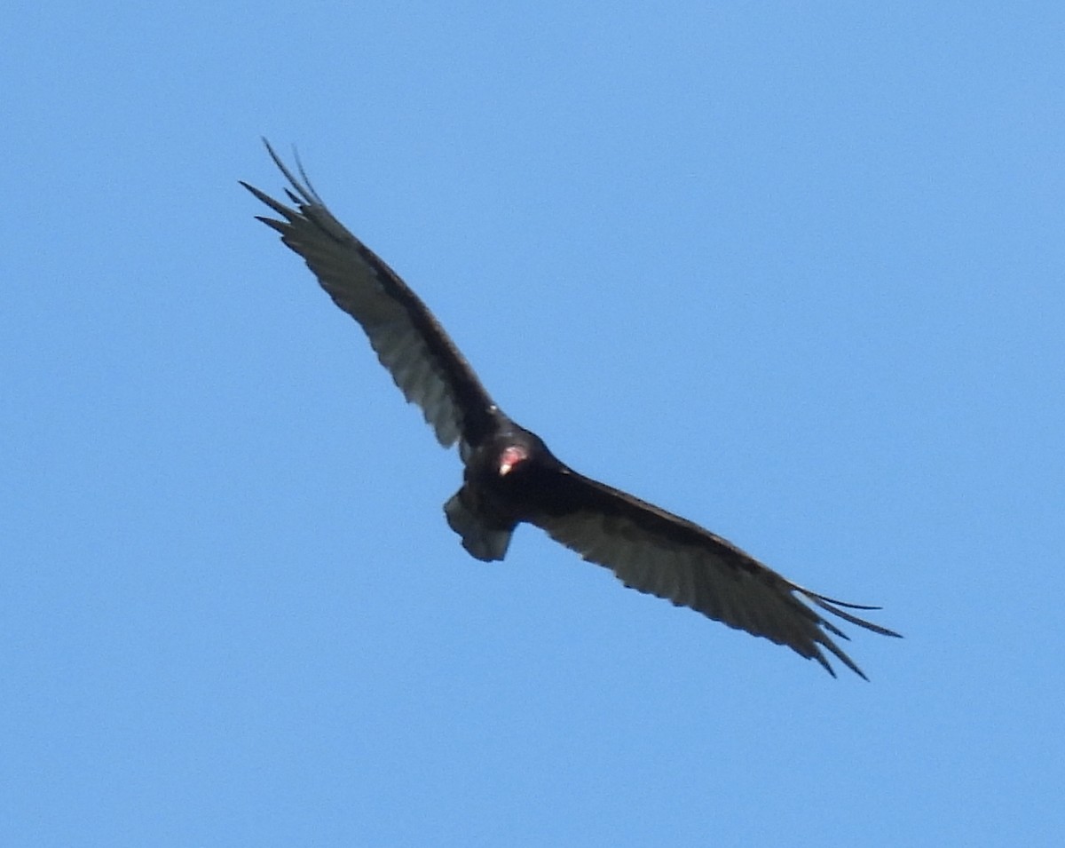 Turkey Vulture - ML620927296